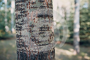 Tree bark pattern texture in the forest at summer.