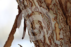 Tree Bark that Peals with useful textures for graphic art projects