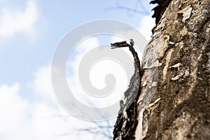 Tree bark peeling from dry tree branches skin with clear cloudy blue sky as negative empty space background