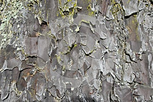 Tree Bark Close Up