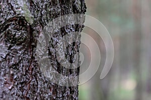 Tree bark-Poland forest. Soft background