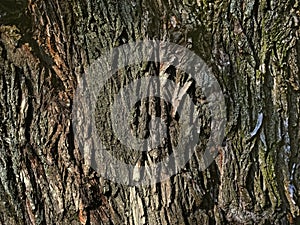 Tree bark photo