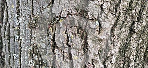 Tree bark. Rough texture of natural material. Cracks on the surface of a tree trunk