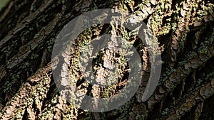 Of a tree bark with rough textured surface featuring deep grooves and