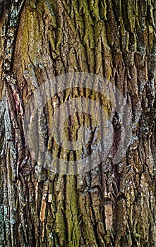 Tree bark photo