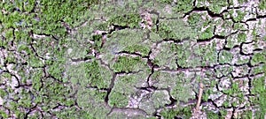 tree bark with rustic texture, shdow