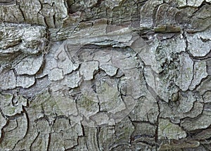 Tree bark scales making a intresting background