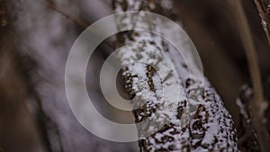 Tree bark Snow