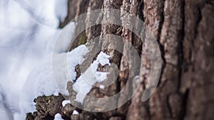 Tree bark Snow