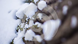 Tree bark Snow