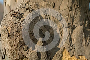 Tree bark spring texture rough, spotted