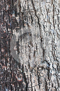 Tree Bark suitable for background image. background texture