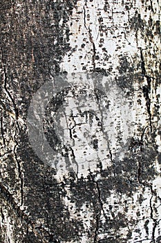 Tree Bark suitable for background image. background texture