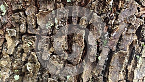 Tree bark textur