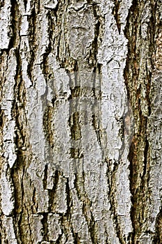 Tree Bark Texture