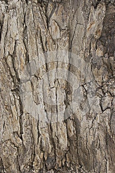 Tree bark texture 2