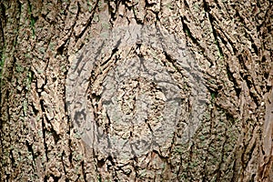 Tree bark texture