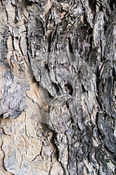 Tree bark texture