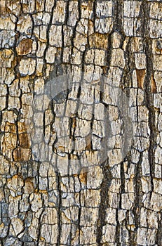 Tree bark texture