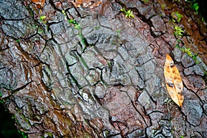 Tree bark texture