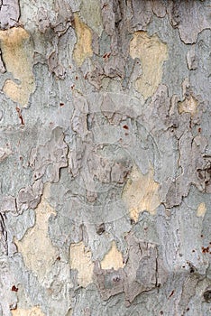 Tree bark texture