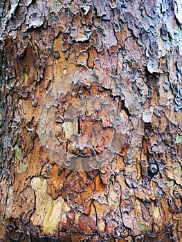 Tree bark texture - american sycamore, platanus occidentalis