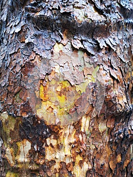 Tree bark texture - american sycamore, platanus occidentalis