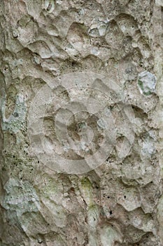 Tree bark texture