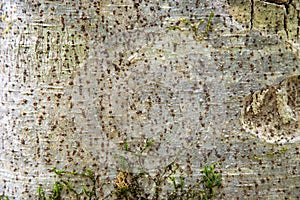 Tree bark texture/ background