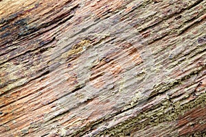 Tree bark texture/ background