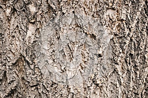 Tree bark texture background. Close up photo.