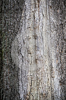 Tree bark texture. Background for design and presentations