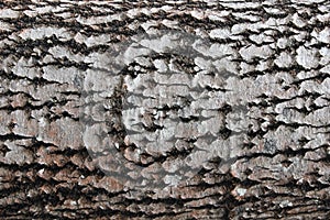 Tree bark texture background in a forest close up