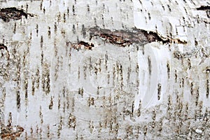 Tree bark texture background in a forest close up