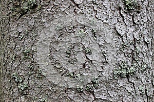 Tree bark texture background in a forest close up