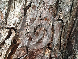 Tree bark texture-background image