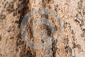 Tree bark texture and background, nature concept. Close up tree bark texture as a wooden background