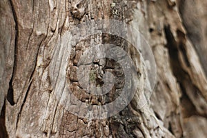 Tree bark texture and background, nature concept. Close up tree bark texture as a wooden background