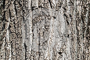 Tree bark texture background rough detail pattern surface wood trunk