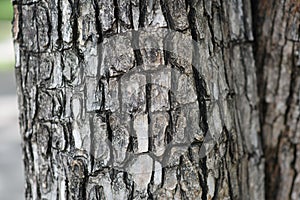 Tree bark texture background. Skin the bark of a tree that traces cracking. Tree bark. The texture of the tree. Wooden texture