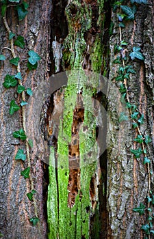 Tree bark texture background. Tree bark texture background. Tree bark texture background.