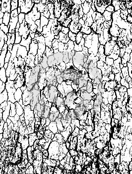 Tree bark texture background vector