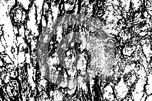 Tree bark texture background vector