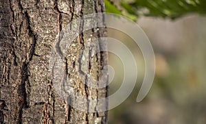 Tree bark texture. The body of the tree.