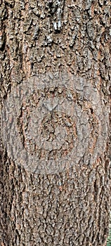 Tree bark texture with brown markings like scales.  abstract background, natural background.