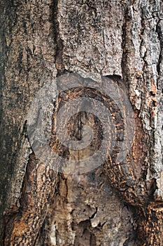 Tree Bark Texture with Carving Marks