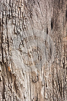 Tree bark texture