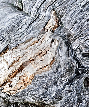 Tree Bark Texture Close Up