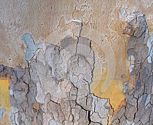 Tree bark texture, close up and colorful