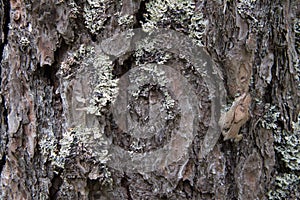 Tree bark texture close up with moss, oak.